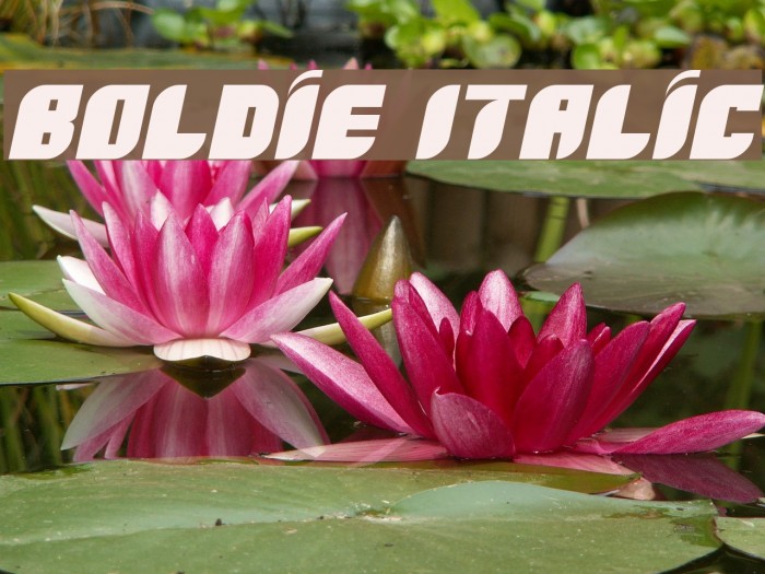 Boldie Italic Example 3