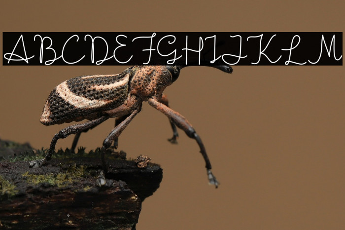 Boldie Love Blondie Example 2