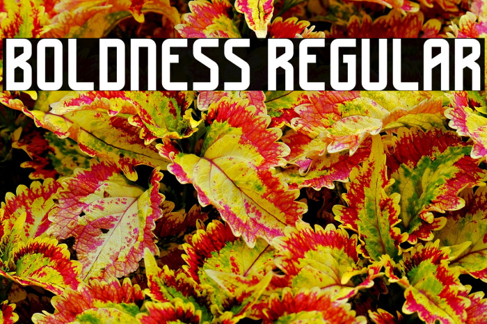 Boldness Regular Example 2