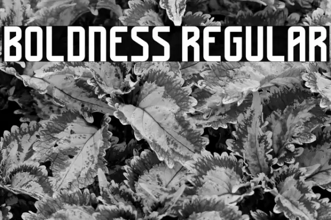 Boldness Regular Font examples