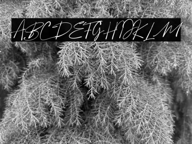 Boldris Font examples