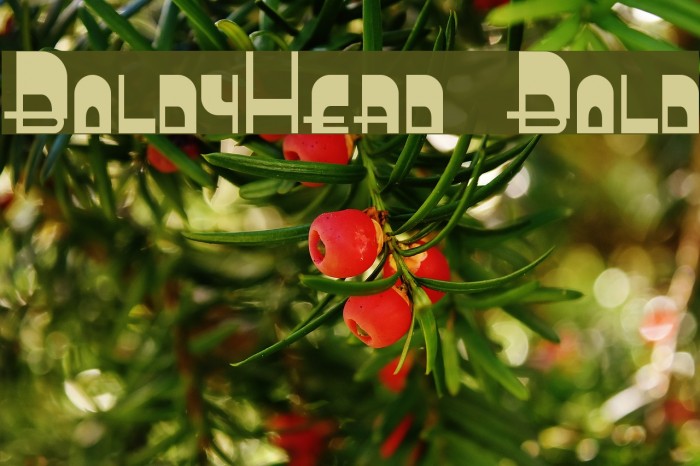 BoldyHead Bold Font examples
