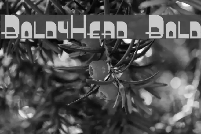 BoldyHead Bold Example 3