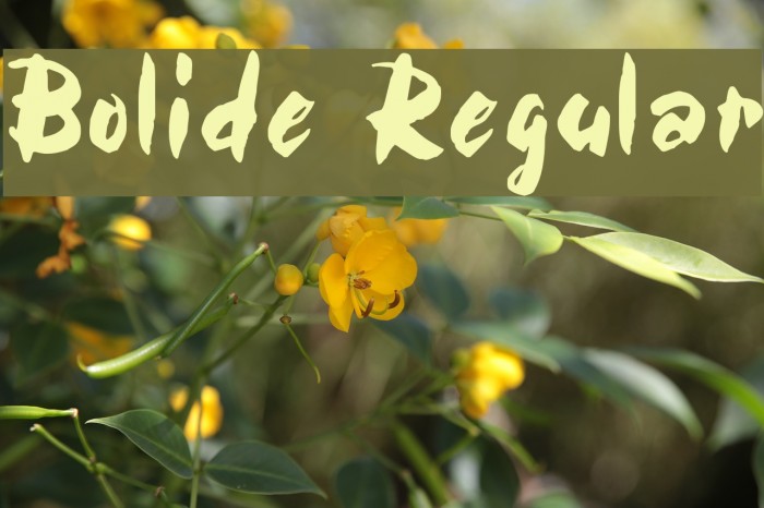 Bolide Regular Font examples