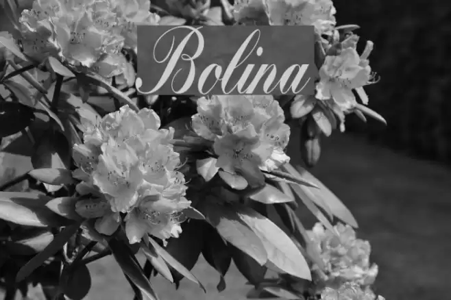 Bolina Font examples