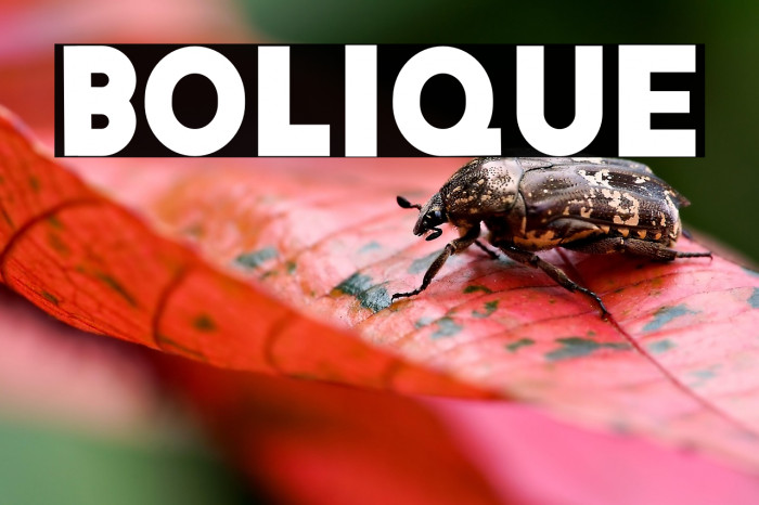 Bolique Example 1