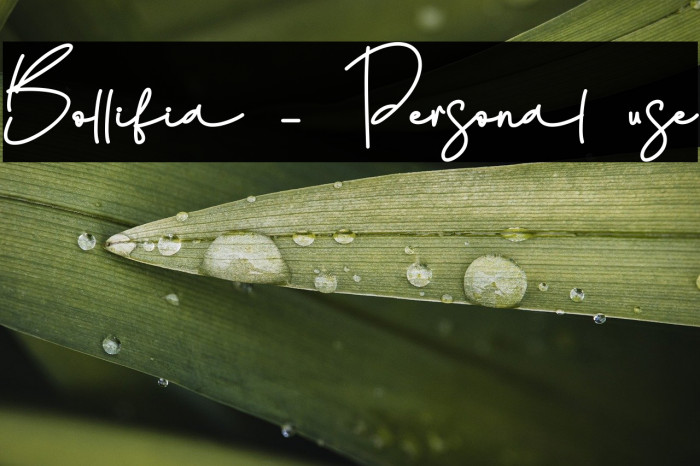 Bollifia - Personal use Example 1