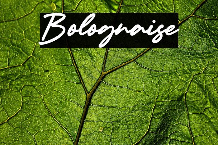 Bolognaise Example 3