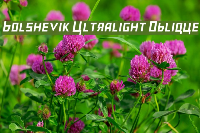 Bolshevik Ultralight Oblique Font examples