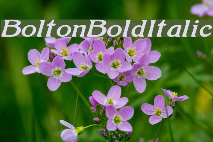 BoltonBoldItalic Font examples