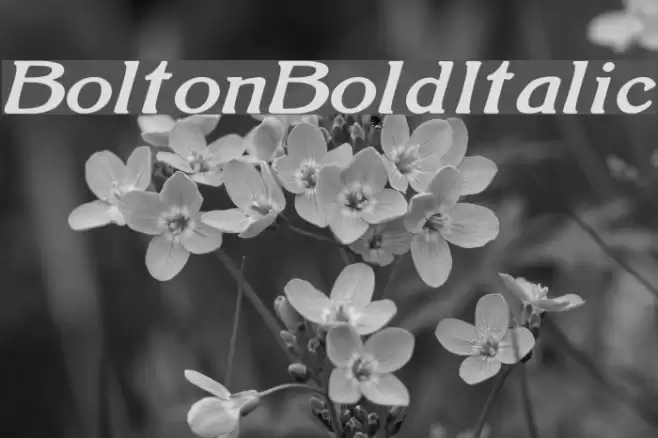 BoltonBoldItalic Font examples