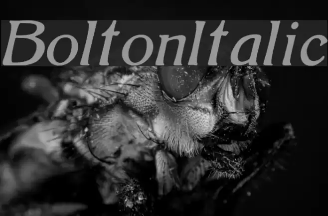 BoltonItalic Font examples