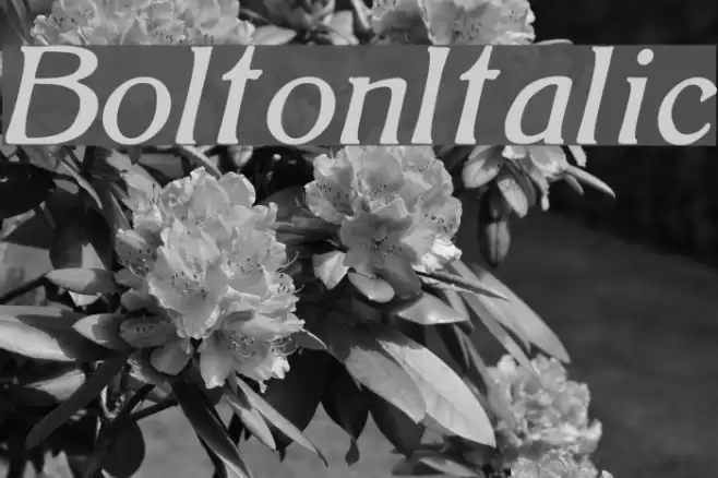 BoltonItalic Font examples