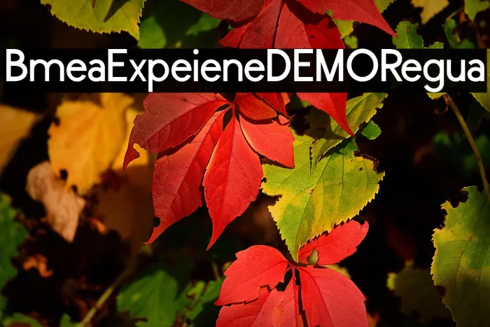 Bomera Experience DEMO Regular Example 2