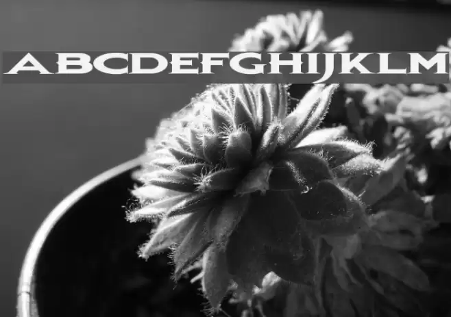 BonJovi Font examples