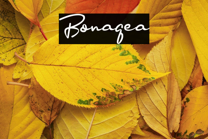 Bonagea Example 3