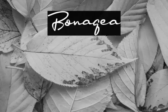 Bonagea Font examples