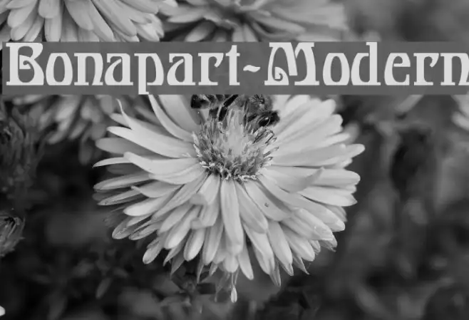 Bonapart-Modern Example 2
