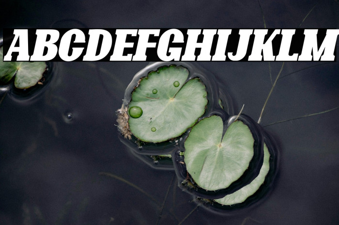 Bonaro Clean Italic Demo Clean Italic Example 1