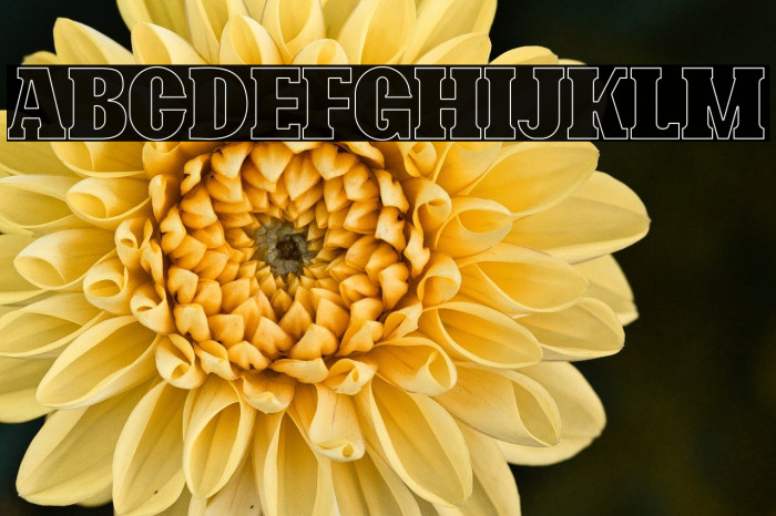 Bonaro Outline Demo Outline Example 2