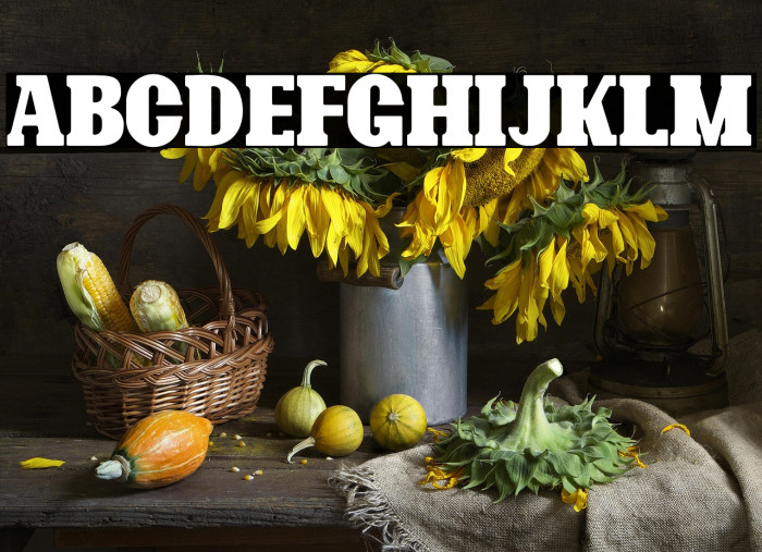 Bonaro Rounded Demo Rounded Example 1