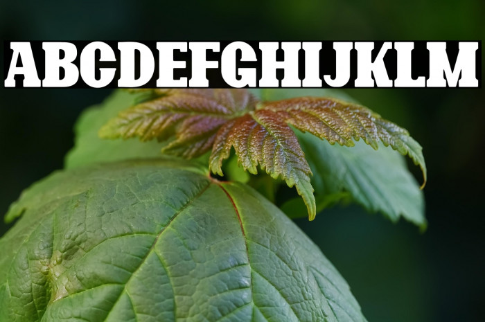 Bonaro Rounded Demo Rounded Example 3