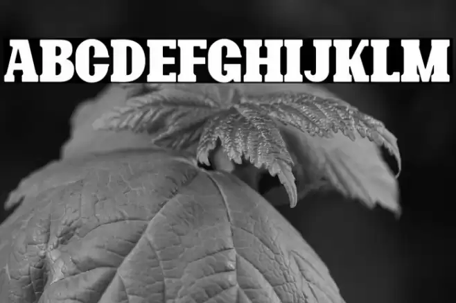 Bonaro Rounded Demo Rounded Font examples