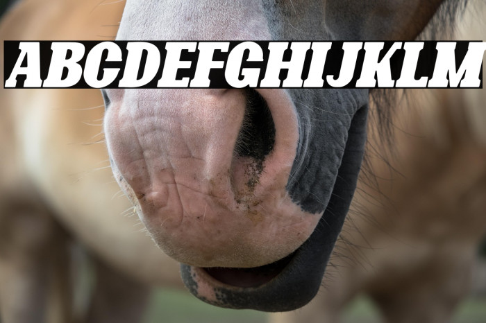 Bonaro Rounded Italic Demo Rounded Italic Example 3