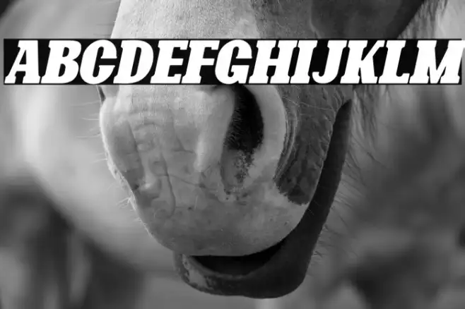 Bonaro Rounded Italic Demo Rounded Italic Example 3
