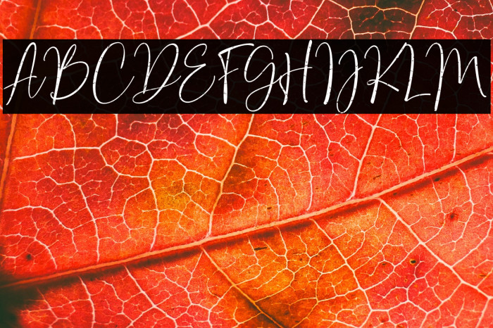 Bondi Sans DEMO Rough Example 1