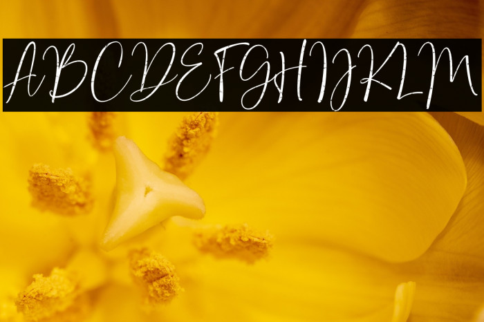 Bondi Sans DEMO Rough Example 2