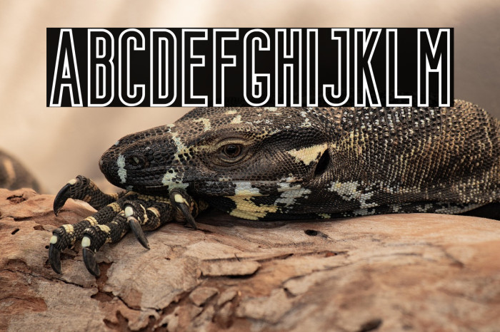 Bondie-Outline Example 1