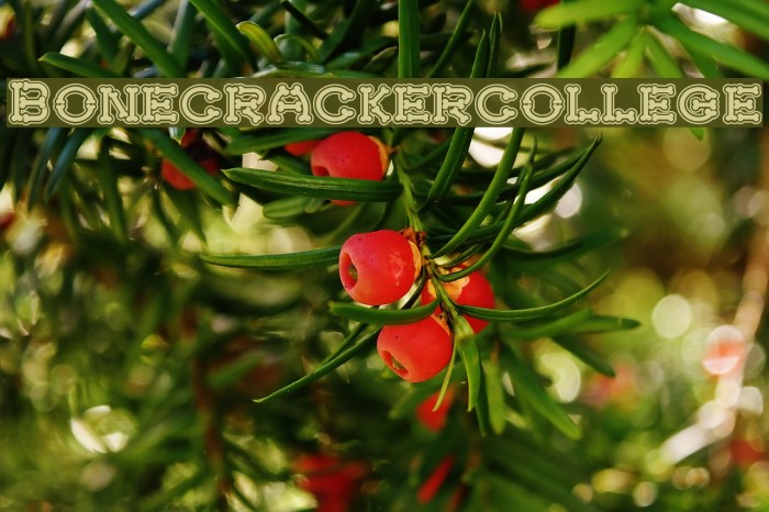 Bonecrackercollege Font examples