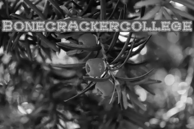 Bonecrackercollege Example 1