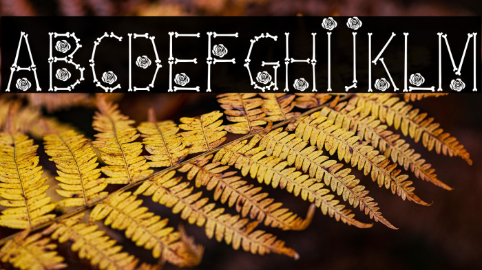 Bones  Roses Thin Example 2