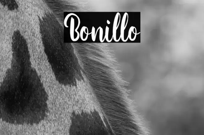 Bonillo Font examples