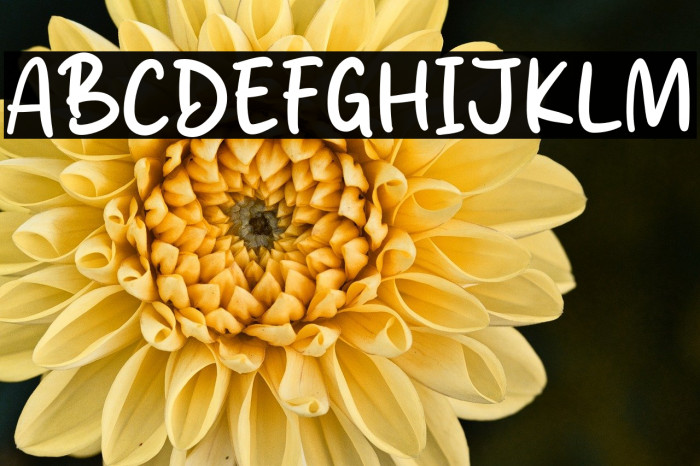 Boniqu Vanilla Example 2