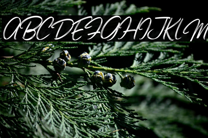 Bonitto Italic Example 1