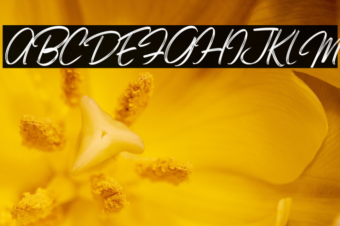 Bonitto Italic Example 3