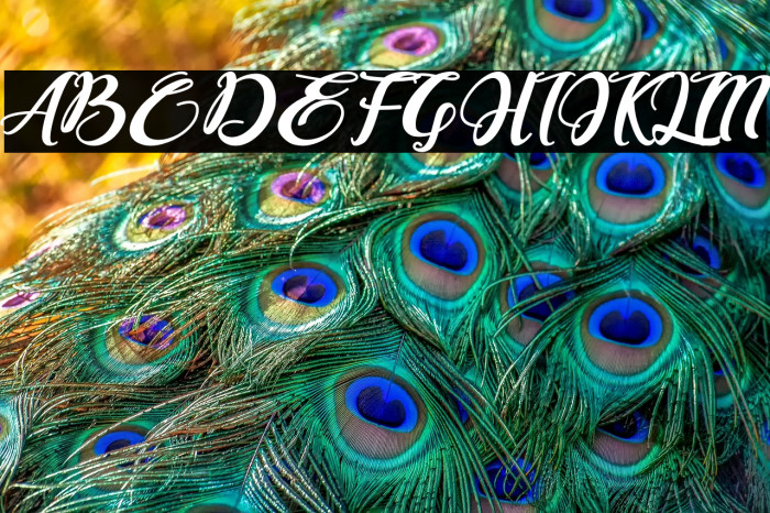 Bonjour Allgera Example 1