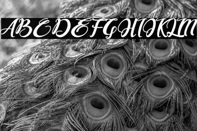 Bonjour Allgera Font examples