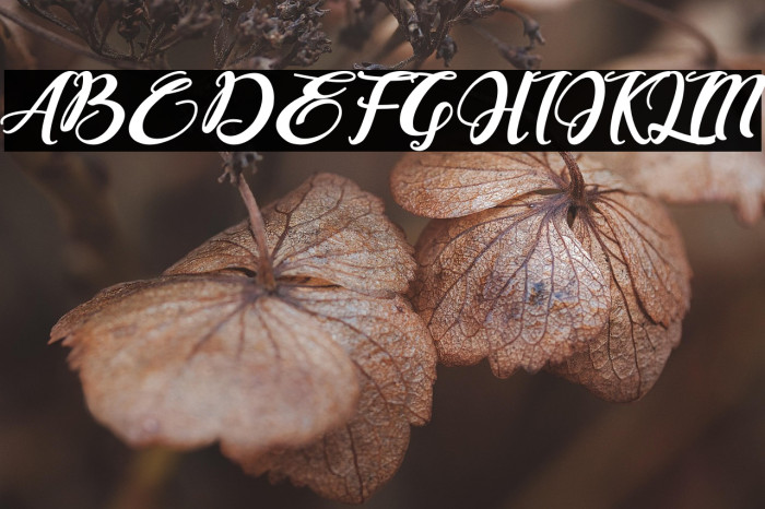 Bonjour Allgera Example 2