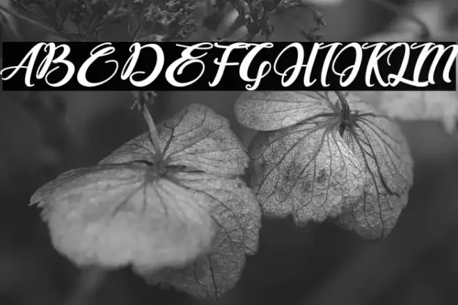 Bonjour Allgera Font examples