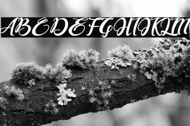 Bonjour Allgera Font examples