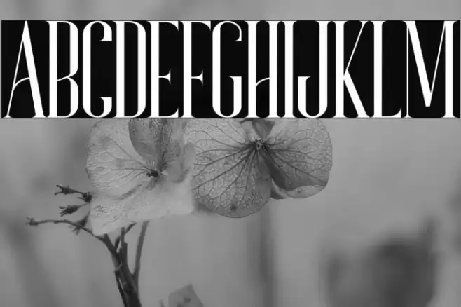 Bonjour Font examples