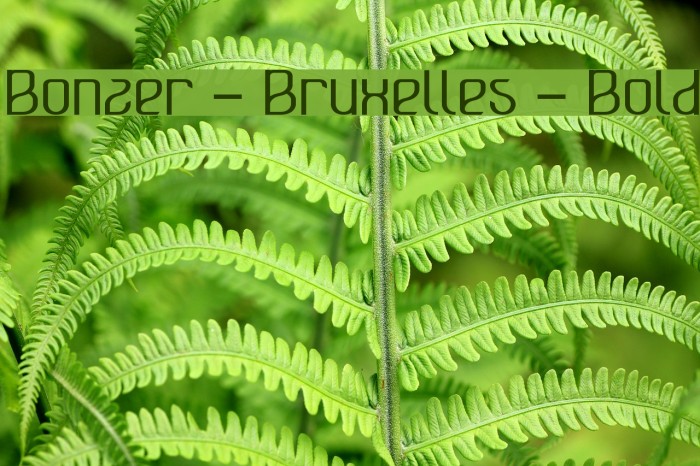 Bonzer - Bruxelles - Bold Font examples