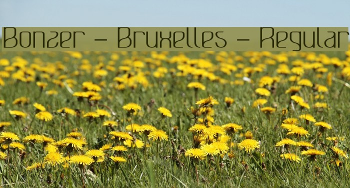 Bonzer - Bruxelles - Regular Example 3