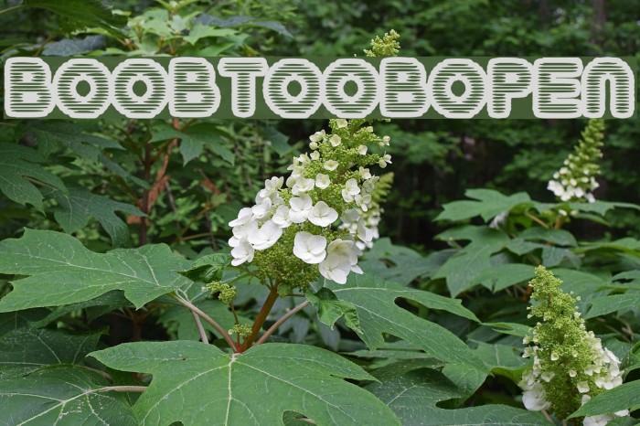 BoobToobOpen Шрифта examples