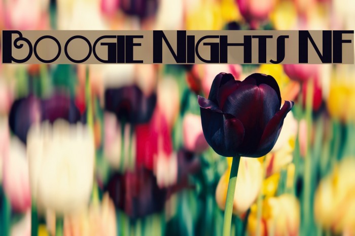 Boogie Nights NF Font examples