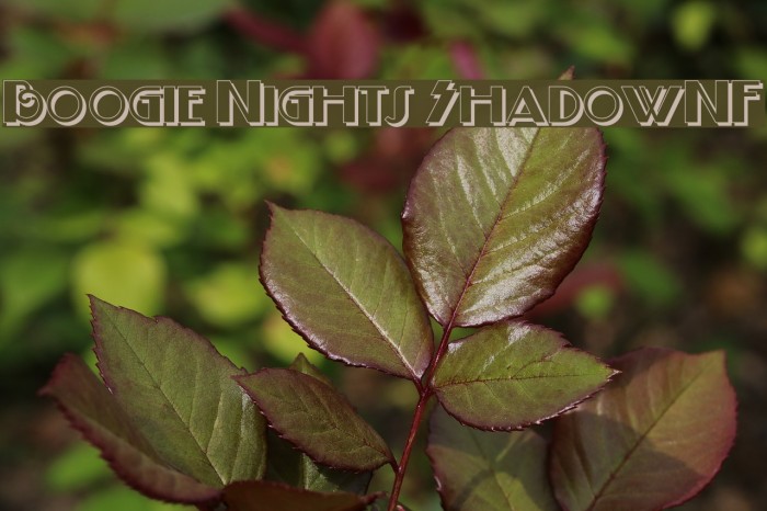 Boogie Nights ShadowNF Font examples